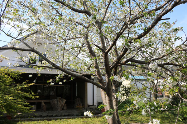 フランボワーズの大島桜