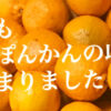今年も栄久ぽんかんの収穫がはじまりました
