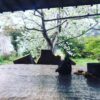 フランボワーズの庭のオオシマザクラ
