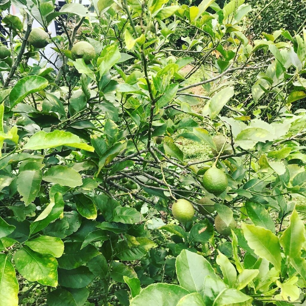 庭のレモンの木です。
