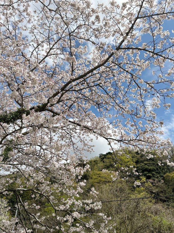 松崎町の春の原風景