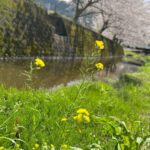 松崎町の春の原風景3