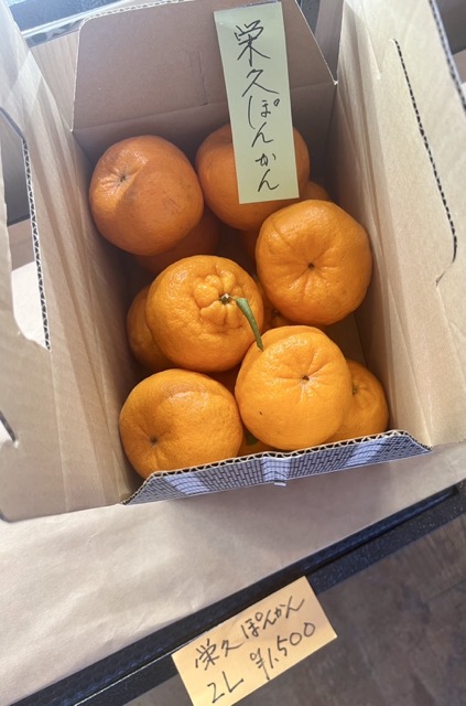 栄久ポンカン箱売り