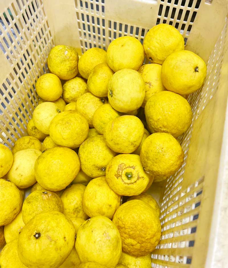 三余農園ニューサマーオレンジ