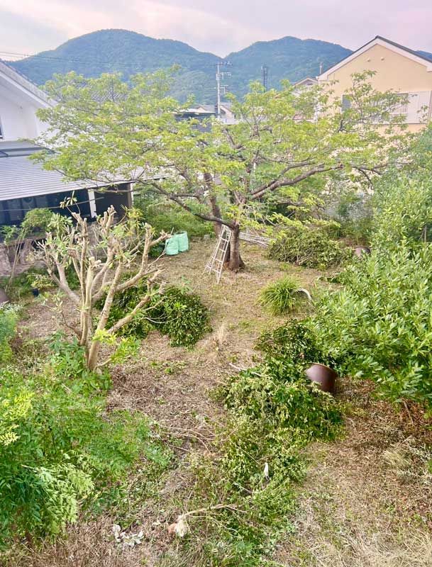 当店自慢の桜の木